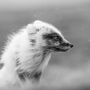 Arctic fox in spring storm