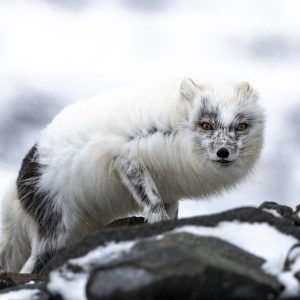 Arctic fox in spring fur