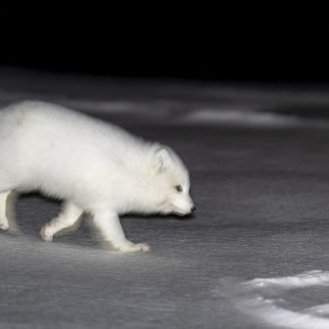 Arctic fox at dark winter