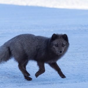A blue arctic fox
