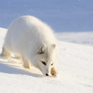 Arctic fox runs