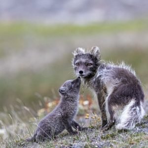Arctic fox puppy
