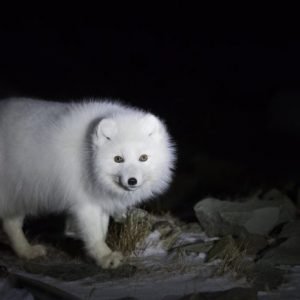 Arctic fox in winter fur