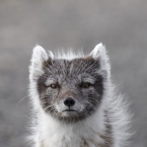 Arctic fox in spring fur