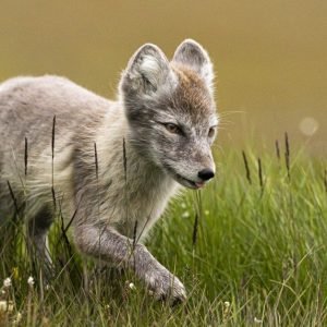 Arctic fox