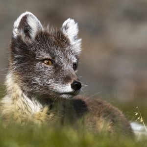 Join us discovering the wildlife in Svalbard