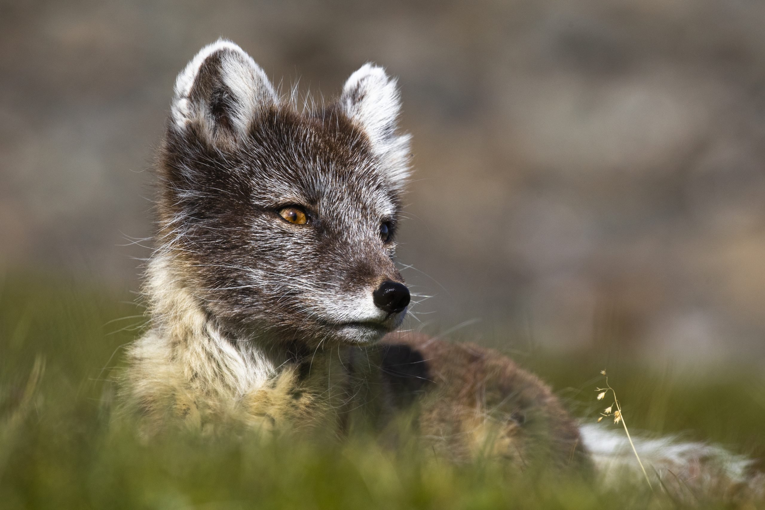 Join us discovering the wildlife in Svalbard
