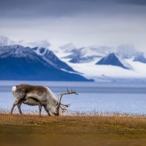 Autumn reindeer