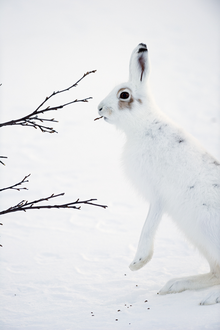 EHA-2012-04-22-204830 Mountain hare 1