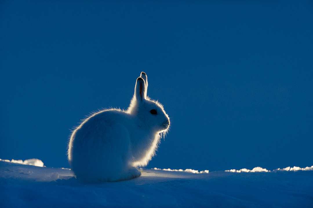 Mountain hare (Lepus timidus). Norway. Mountain hare 5