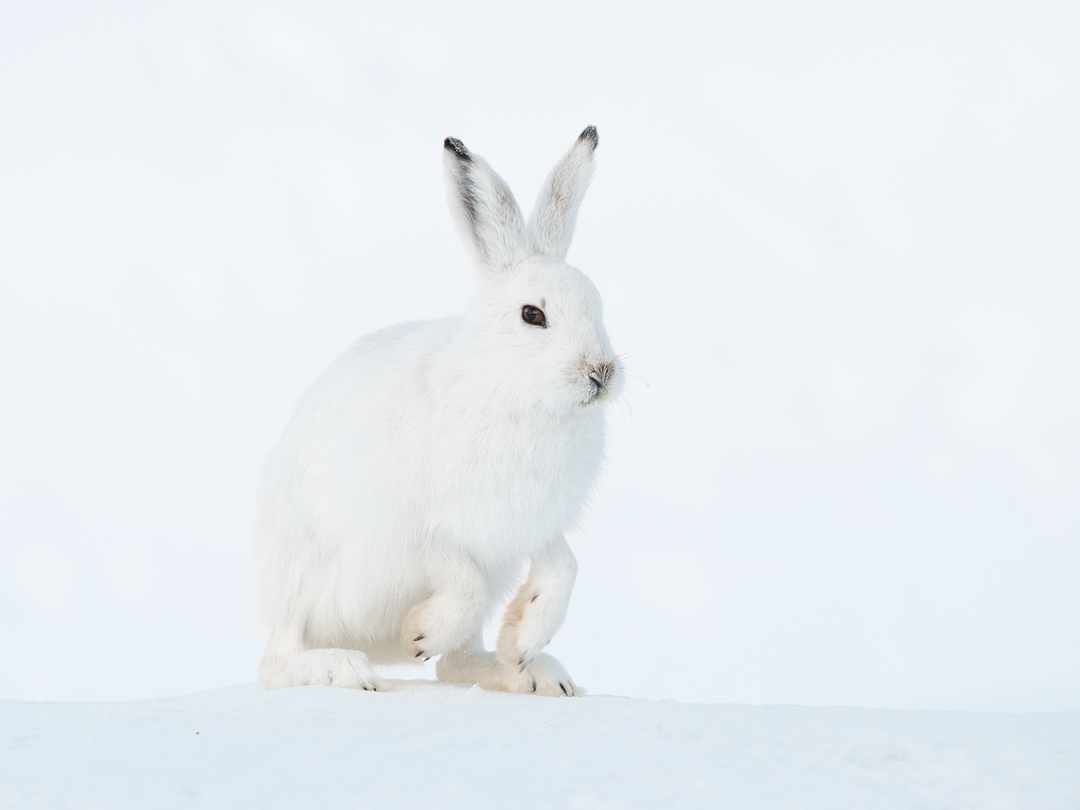 Mountain hare (Lepus timidus) sitting. Vauldalen, Norway. Mountain hare 4