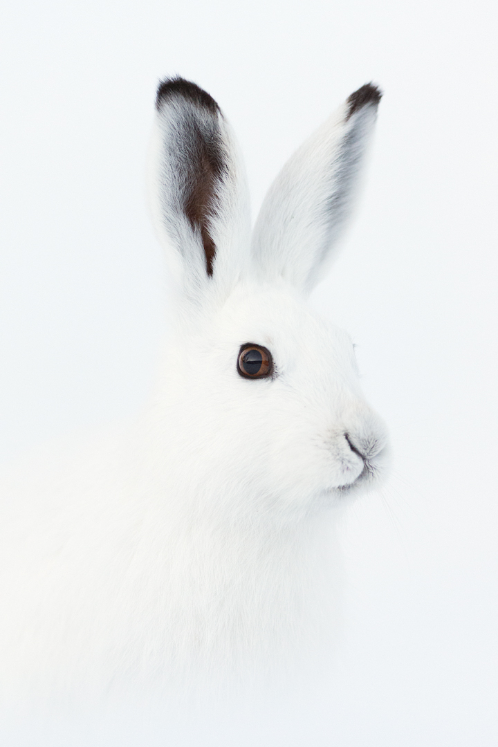 Mountain hare (Lepus timidus). Vauldalen, Norway. Mountain hare 3