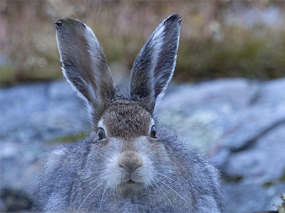 hare