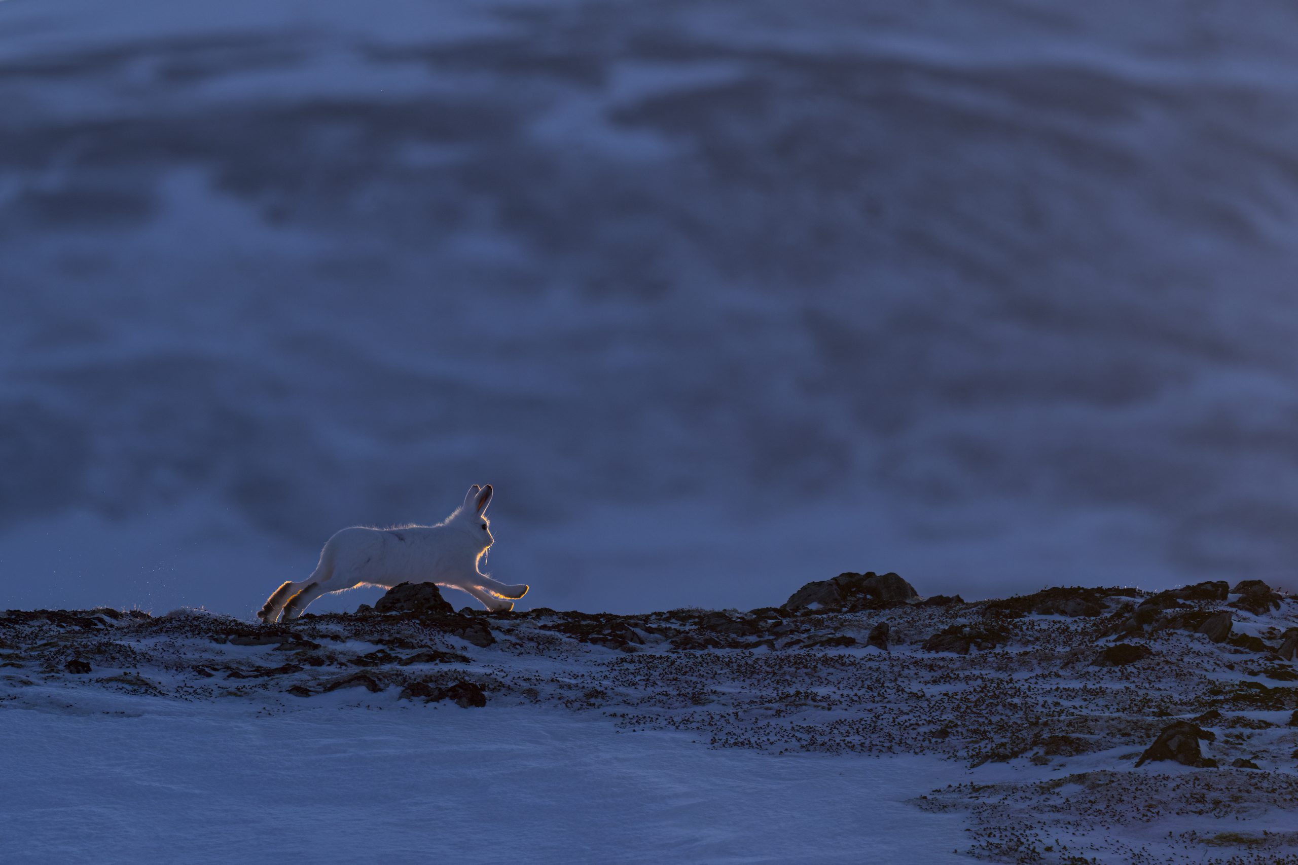 WINTER MOUNTAIN HARE MOUNTAIN HARE